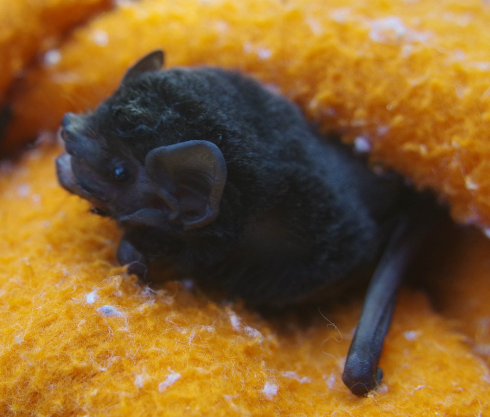 10389709_727926303932216_7070870479050486736_n