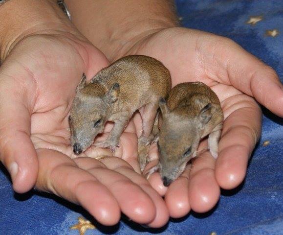 11873790_110050846012100_6472287054410652407_n