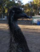 12661769_209293486087835_577070439049738517_n